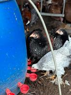 Krulveer brahma  haantjes te koop, Dieren en Toebehoren, Pluimvee, Meerdere dieren, Kip