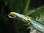 Phelsuma Klemmeri nakweek (najaar 2024: 2x vrouw, 1x man), Dieren en Toebehoren, Hagedis, 0 tot 2 jaar