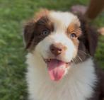 Australian shepherd pups, Dieren en Toebehoren, Honden | Herdershonden en Veedrijvers, CDV (hondenziekte), 8 tot 15 weken, Meerdere