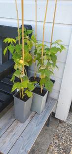 Gele framboos, Ophalen of Verzenden, Minder dan 100 cm, Overige soorten, Zomer