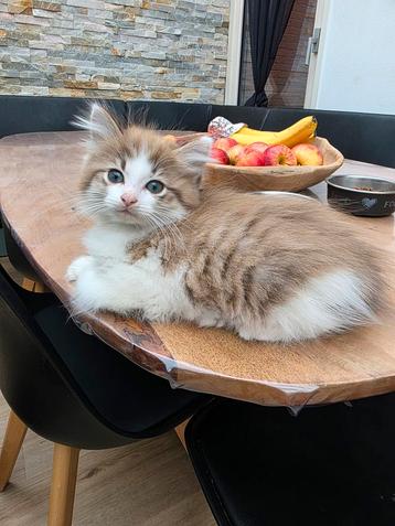 Ragdoll katertje beschikbaar voor biedingen