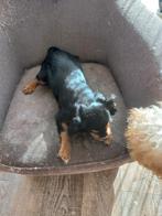 Lief cavalier te koop, 15 weken tot 1 jaar, CDV (hondenziekte), Teef, Eén hond