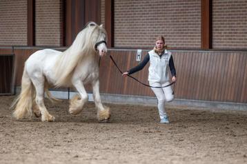 3 goed gekeurde tinker dekhengsten ter dekking.  beschikbaar voor biedingen