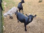 Jonge dwerggeitjes aangeboden, Meerdere dieren, Schaap