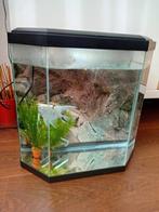 Aquarium 25 liter + maanvis, Dieren en Toebehoren, Ophalen of Verzenden, Zo goed als nieuw, Leeg aquarium