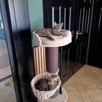 Maine Coon kittens  nog een poesjes en mag verhuizen., Dieren en Toebehoren, Katten en Kittens | Raskatten | Langhaar, Meerdere dieren