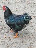 Gratis haan, Dieren en Toebehoren, Mannelijk, Kip