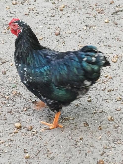 Gratis haan, Dieren en Toebehoren, Pluimvee, Kip, Mannelijk