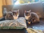 2 lieve jonge katers, Dieren en Toebehoren, Katten en Kittens | Overige Katten, Kater, Kortharig, 0 tot 2 jaar