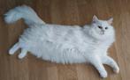 Twee mooie ragdoll kittens te koop (PKD en HCM vrij), Dieren en Toebehoren, Gechipt