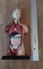 Anatomisch model torso, Ophalen, Gebruikt