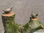 2 bronzen vogeltjes / MUSSEN /nieuw, Dierenbeeld, Nieuw, Info@huisentuindecoratiemarie.nl, Huis en tuin decoratie marie