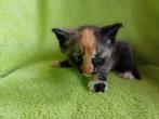 Noorstjes 2 katers en 1 poesje uit getestte ouders+ stamboom, Dieren en Toebehoren, Katten en Kittens | Raskatten | Langhaar, Meerdere dieren