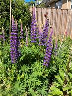 Lupines zaden, Ophalen of Verzenden, Voorjaar, Volle zon, Zaad