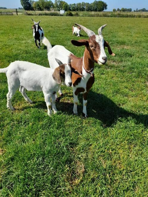Te koop mooie boergeiten, Dieren en Toebehoren, Schapen, Geiten en Varkens, Geit, Mannelijk