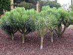 🌵 Kleinia neriifolia - kaarsenplant: rariteit uit Tenerife, Overige soorten, Volle zon, Vaste plant, Ophalen of Verzenden