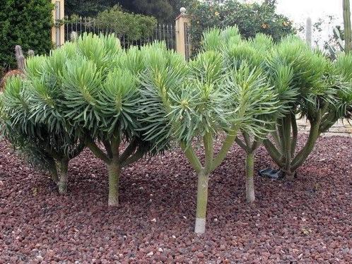 🌵 Kleinia neriifolia - kaarsenplant: rariteit uit Tenerife, Tuin en Terras, Planten | Tuinplanten, Vaste plant, Overige soorten