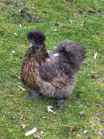 2 zijdehoen hennetjes, Vrouwelijk, Kip