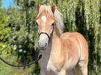 Haflinger hengstveulen, Dieren en Toebehoren, Pony's, E pony (1.48m - 1.57m), 0 tot 2 jaar, Hengst, Onbeleerd