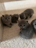 Raszuivere Brits korthaar kittens met stamboom ouders!, Dieren en Toebehoren, Katten en Kittens | Raskatten | Korthaar, Meerdere dieren