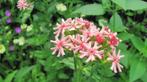 zaden Lychnis chalcedonica rosea, Verzenden, Voorjaar, Volle zon, Zaad