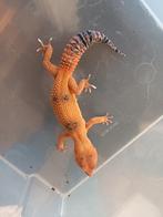 Eublepharis Macularius luipaard gekko vrouw, Hagedis, Tam, 0 tot 2 jaar