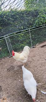 Witte barnevelder haan te koop, Mannelijk, Kip