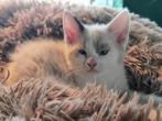 Erg leuk nestje 75% Main Coon kittens, Dieren en Toebehoren, Katten en Kittens | Overige Katten, Meerdere dieren