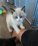 Misty, een Seal mink bicolor  zonder stamboom, Dieren en Toebehoren, Katten en Kittens | Raskatten | Korthaar, Poes, Gechipt, 0 tot 2 jaar