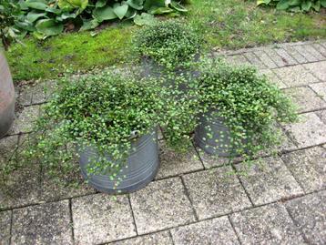 Grote meulenbeckia planten in 3 antieke zinken emmers beschikbaar voor biedingen