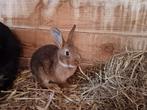 Jonge konijntje, Dieren en Toebehoren, Konijnen, Vrouwelijk, 0 tot 2 jaar