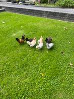 Krielhaantjes te koop, Dieren en Toebehoren, Mannelijk, Kip