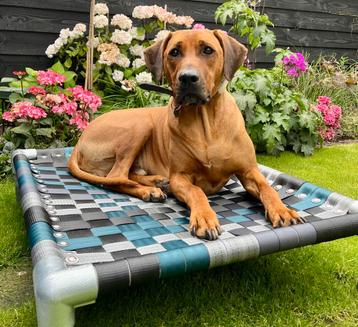 Hondenmand  ✅  hondenkussen hondenstretcher bench puppy dog beschikbaar voor biedingen