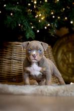 American bully pocket pups blue tricolor en lilac tricolor, Dieren en Toebehoren, België, Fokker | Hobbymatig, Overige rassen
