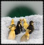 Schattige kleine eenden kuikentjes van 2 dagen oud, Dieren en Toebehoren, Pluimvee, Eend, Meerdere dieren