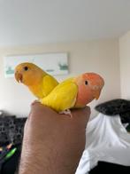 Hand Tamme Lieve Agapornis Dwergpapegaai Eventueel met kooi, Meerdere dieren, Dwergpapegaai of Agapornis, Tam