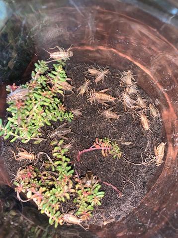 Acheta Domestica beschikbaar voor biedingen