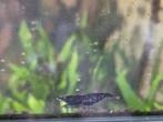 Kweekgroep blue dream garnalen, Dieren en Toebehoren, Vissen | Aquariumvissen