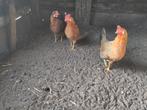 Leg hennen kippen, Vrouwelijk, Kip