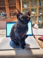 Devon rex poes, Poes, Gechipt, 0 tot 2 jaar