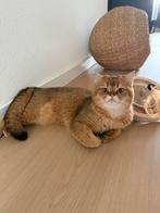 Britse korthaar black golden shaded, Dieren en Toebehoren, Katten en Kittens | Raskatten | Korthaar, Kater