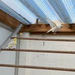 Koppel agaat opaal geel mozaiek, Dieren en Toebehoren, Meerdere dieren, Kleurkanarie