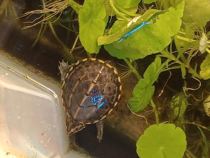 Kinosternon baurii schildpad