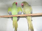 Halsband parkieten | Volwassen koppels | Passend advies, Meerdere dieren, Parkiet
