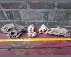 Schedel bot materiaal Mammoet mammuthus Pleistoceen wolharig, Verzamelen, Mineralen en Fossielen, Ophalen of Verzenden, Fossiel