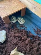Plantenbakken/schildpad bak op maat gemaakt, Ophalen of Verzenden, Nieuw