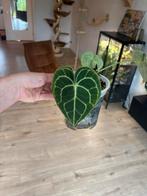 Anthurium Clarinervium plant, Huis en Inrichting, Kamerplanten, Ophalen, Overige soorten, Minder dan 100 cm