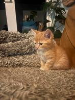 mooie kittens, Meerdere dieren, Kortharig, 0 tot 2 jaar