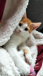 Maine coon x kittens, poesje en katertje, Meerdere dieren, Ingeënt, 0 tot 2 jaar