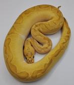 0.1 Clown combo Ball Python, Koningspython, Dieren en Toebehoren, Reptielen en Amfibieën, Slang, Tam, 0 tot 2 jaar